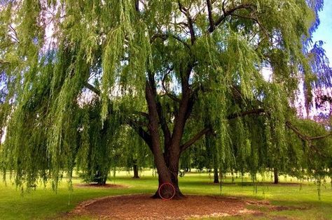 Tree Reading Nook, Washington Missouri, Farm Property, Colorado Blue Spruce, Homeschool Space, Eastern Redbud, Flowering Cherry Tree, Weeping Willow Tree, The Magic Flute