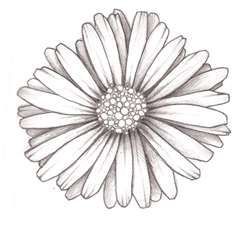 daisy tattoo idea...would be good for a half sleeve, wouldn't be so dark and would look dainty and airy. Love. Daisy Tattoo Designs, Daisy Flower Tattoos, Daisy Tattoo, 4 Tattoo, Tattoo Outline, Flower Tattoo Designs, Pop Surrealism, Trendy Tattoos, Forearm Tattoos