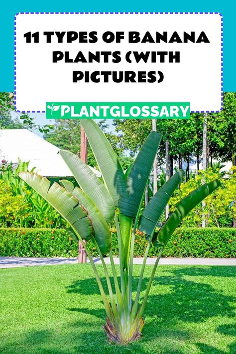 11 Types of Banana Plants (with Pictures) Banana Palm Garden, Banana Leaf Plant Care, Ornamental Banana Plant, Types Of Banana Trees, Banana Plant Outdoor, Banana Trees Landscape, Banana Plant Care, Plantain Plant, Grow Banana Tree