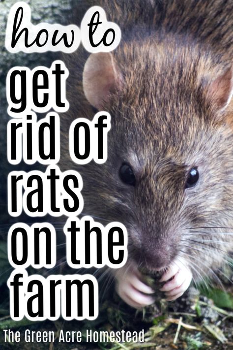 How To Get Rid Of Rats In Chicken Coop, Get Rid Of Rats In Yard, How To Get Rid Of Rats Outside, How To Get Rid Of Rats, Get Rid Of Rats Outside, Basic Homesteading, Duck Feeder, Get Rid Of Rats, Norway Rat