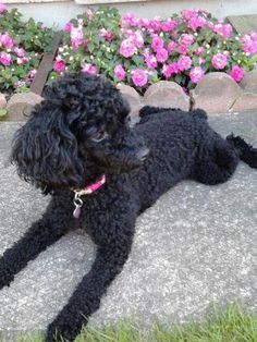 Poodle ornament | Poodle Board | Pinterest | Toy Poodles, Poodles ... Miniature Poodle Black, Black Toy Poodle, Poodle Hair, Poodle Haircut, Mini Poodle, Poodle Toy, Poodle Cuts, Black Poodle, Pretty Poodles