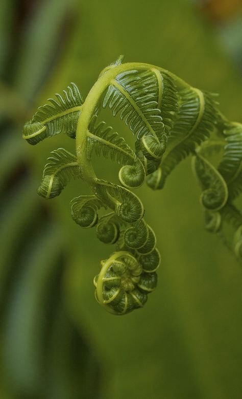 Growing Leaves, Kuraburi Thailand by Troup Dresser Kaktus Dan Sukulen, Fern Frond, Patterns In Nature, Plant Life, Sacred Geometry, Amazing Nature, Nature Beauty, Secret Garden, Shades Of Green