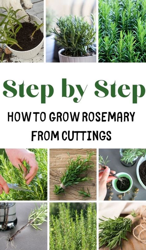 Large Herb Garden, Rosemary In Pots, Rosemary From Seed, Propagating Rosemary, Harvest Rosemary, Rosemary Cuttings, Rosemary From Cuttings, How To Grow Rosemary, Propagate Rosemary