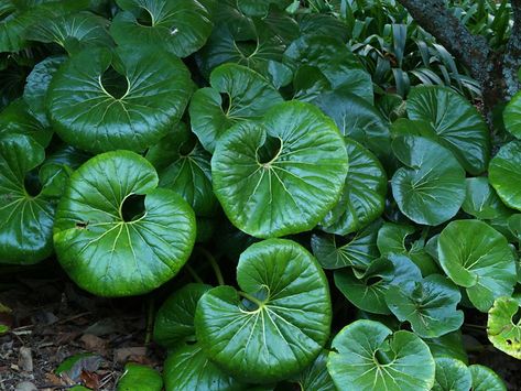 Image result for ligularia reniformis australia | Chinese money plant, Bountiful garden, Ground cover plants Ligularia Reniformis, Tractor Seat Plant, Red Edged Dracaena, Chinese Money Plant, Fragrant Plant, Money Plant, Green Texture, Ground Cover Plants, Native Garden