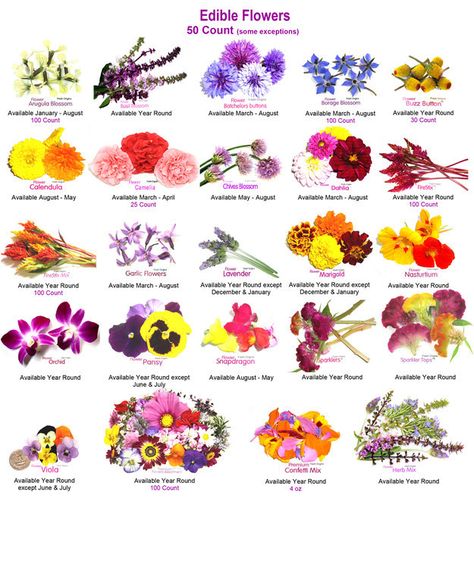 I will eat all of these as soon as I can source them without a load of pesticides because they are pretty delicate to rinse Eatable Flowers, Edible Flower Garden, Edible Flowers Recipes, Seni Dan Kraf, Dandelion Recipes, Wild Edibles, Flower Food, Edible Plants, Marriage Tips