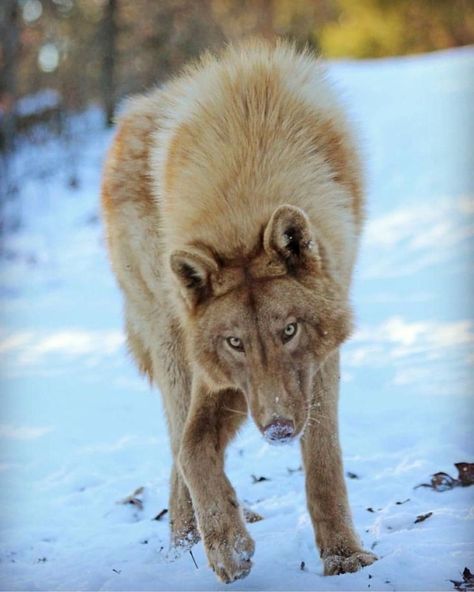 Wolf Oc, Wolf World, Maned Wolf, Wolf Images, Wolf Photography, Wolf Quotes, Wolf Photos, Wolf Love, Animal References