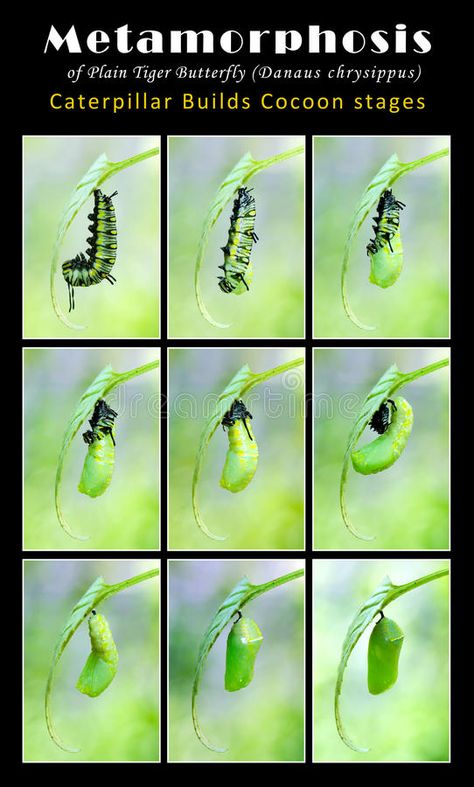 Caterpillar Builds Cocoon stages. Metamorphosis of Plain Tiger Butterfly (Danaus , #ad, #stages, #Metamorphosis, #Cocoon, #Caterpillar, #Builds #ad Butterfly Cocoon, Tiger Butterfly, Butterfly Transformation, Chicken Food, Butterfly Photos, 5 Image, Insta Feed, Ap Art, College Art