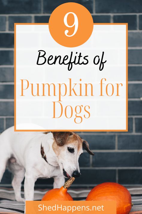 Small white Jack Russel dog with brown on it's head and ears, standing on a grey striped dog bed and chewing on the stem of a pumpkin sitting in front of it. Text states '9 benefits of pumpkin for dogs'. Fresh Pumpkin Recipes For Dogs, Pumpkin For Dogs Upset Stomach, Canned Pumpkin For Dogs, Dog Upset Stomach Remedies, Pumpkin Nutrition Facts, Molasses Benefits, Pumpkin Recipes For Dogs, What To Feed Dogs, Pumpkin Health Benefits