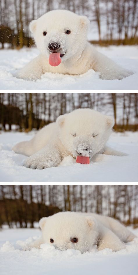 This Baby Polar Bear Saw Snow For The First Time                                                                                                                                                                                 More Baby Polar Bear, Baby Polar Bears, Nosara, Playing In The Snow, Bear Illustration, Polar Bears, Cute Creatures, Sweet Animals, 귀여운 동물