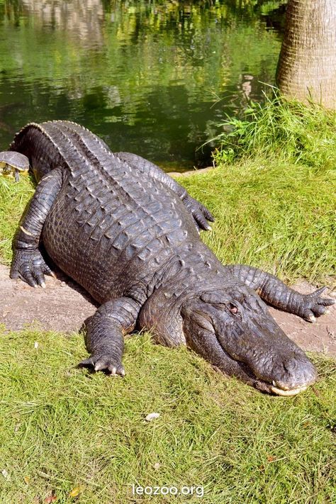 Are Alligators Dinosaurs? American Alligator, Everglades National Park, Dangerous Animals, Creature Artwork, Pretty Animals, Crocodiles, Reptiles And Amphibians, Wild Things, Spirit Animal