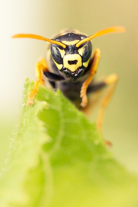 What Attracts Yellow Jackets to Beehives? Dwindling food resources in the environment make yellow jackets invade beehives. The smell of honey is a great attractant for these insects. Pheromones produced by bees may also give away the location of a beehive to yellow jacket wasps. Make sure to clear dead bees from near your beehive. They...