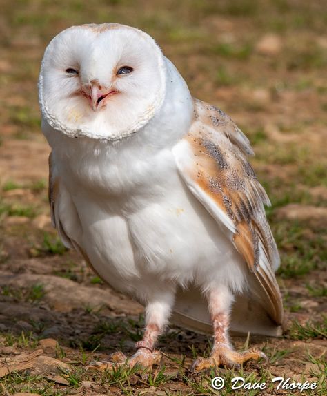 Awesome Owls, Owl Photos, Owl Pictures, Beautiful Owl, Funny Birds, Owl Painting, Owl Bird, Pretty Birds, Barn Owl