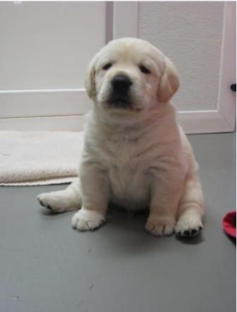 Look at this fat baby! So stinkin cute! Chubby Puppies, Golden Labs, Adorable Dogs, Labrador Retrievers, Lab Puppies, Yellow Lab, Labrador Puppy, Retriever Puppy, Pyrenees