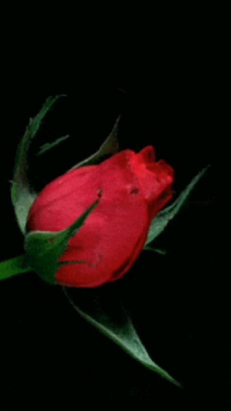 Roses Gif, Rosé Gifs, Beau Gif, Rosé Gif, Rose Flower Wallpaper, Flowers Gif, Rose Images, Rose Pictures, Beautiful Love Pictures