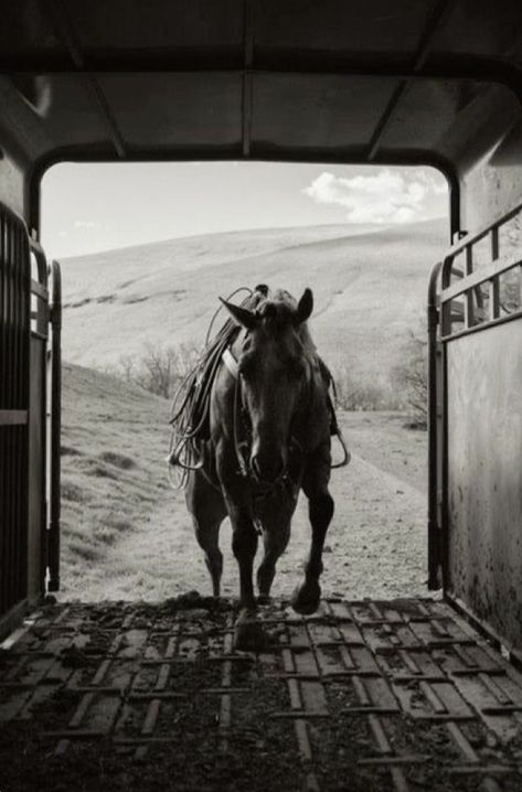 Horse Film Photography, Horse Trailer Aesthetic, Punchy Backgrounds, Western Pictures, Cowboy Photography, Ranch Horse, Animal Inspiration, Western Photo, Reining Horses