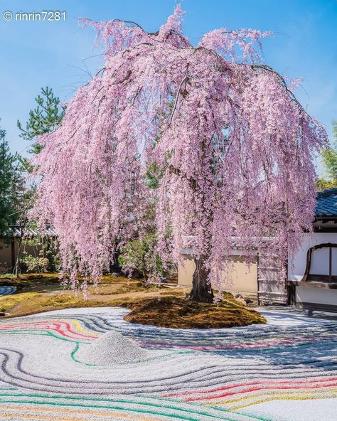 Weeping Cherry, Weeping Sakura Tree, Cherry Blossom Garden Japan, Weeping Cherry Tree, Japan In Cherry Blossom Season, Japan Spring, Japan Sakura, Japan Pink Trees, Weeping Willow Tree