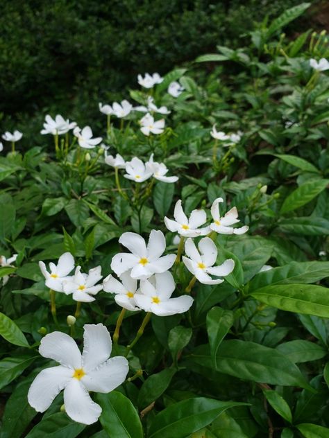 Crape Jasmine Flower, Aprajita Flower, Tabernaemontana Divaricata, Jasmine Tree, Pinwheel Flower, Front Yard Plants, Yard Plants, Jasmine Plant, Hyper Fixation