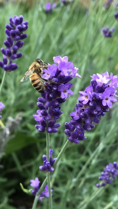 Oksana Core, Bee On Lavender, Lavender Drawing, Lavender Perfume, Bees And Wasps, Flower Sleeve, English Lavender, Flower Guide, Lavender Plant