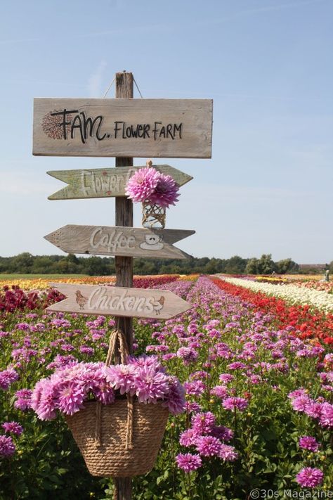 Garden Sign Ideas, Dahlia Farm, Farm Cafe, Cut Flower Farm, Growing Dahlias, Flower Farming, Farm Layout, Flower Business, Farm Photo