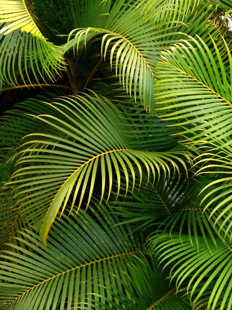 Tropical Plants Photography, Tropical Leaves Photography, Tropical Asethic, Trucker Of Europe 3, Tropical Nature, Tropical Painting, Leaf Photography, Jungle Art, Theme Nature