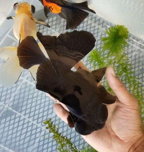 Black Butterfly Telescope Female, ready for handed spawn. Goldfish Japanese, Black Goldfish, Goldfish Tank, Fancy Goldfish, Fishing For Beginners, Beta Fish, Picture Places, Reptiles Pet, Gold Fish