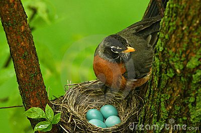 Lorelei ~ Robin watching eggs Nest Images, Johnny Jump Up, Birds Nests, Dog Conditioner, American Robin, Forest Background, Bird Eggs, Robin Bird, Egg Laying