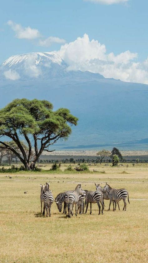 Kenya Travel Aesthetic, Africa Safari Aesthetic, Nairobi Kenya Aesthetic, Kenya Wallpaper, Kenya Aesthetic, Kenya Photography, Safari Aesthetic, Safari Landscape, Wilderness Animals