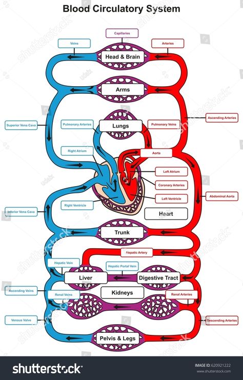 Human Body Facts, Summer Health, Basic Anatomy And Physiology, Biology Facts, Medical Student Study, Info Board, Nursing School Survival, Human Body Anatomy, Nursing School Studying