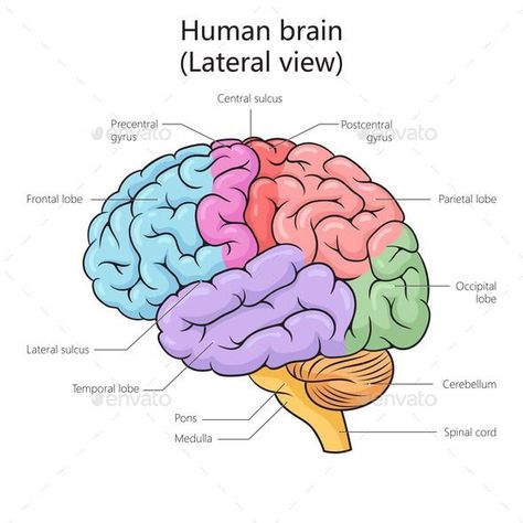 Human Brain Structure Diagram Medical Science Brain Labelled Diagram, Brain Labeled Diagram, Brain Structure Diagram, How To Draw A Brain, Diagram Of Brain, Structure Of Human Brain, Structure Of Brain, Human Brain Parts, Human Brain Drawing