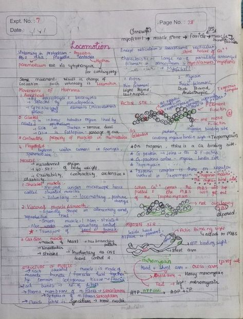 Locomotion And Movement, Zoology Notes, Neet Biology, Biology Project, Notes Idea, Neet Notes, Human Physiology, Biology Facts, Class 11