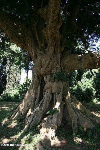 Baneful Magick, Elder Tree, Weird Trees, Tree Aesthetic, Pokemon Project, Ancient Trees, Tree Identification, Book Board, Mystical Forest