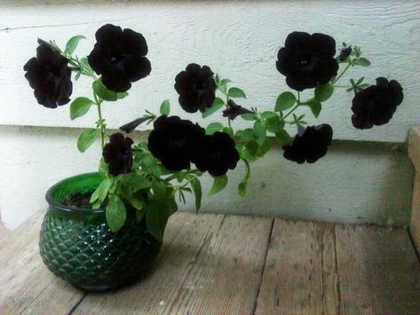 Black Petunias, Chocolate Cosmos, Goth Garden, Gothic Garden, Ivy House, Dark Flowers, Pretty Plants, Black Flowers, Flowers Nature