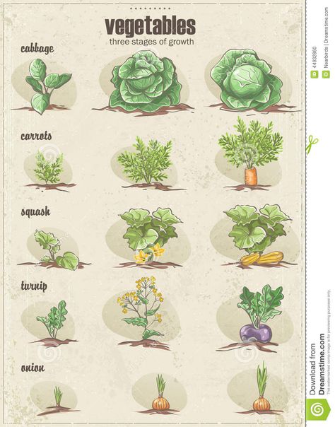 Set Of Vegetables With Three Stages Of Their Growth.Set1 Stock Vector - Image: 44932860 Plantarea Legumelor, Guerrilla Gardening, Tree Growth, Vegetable Garden Planning, Urban Agriculture, Garden Veggies, Garden Journal, Garden Deco, Easy Garden