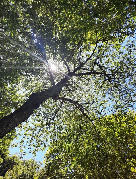 Sun Peeking Through Trees, Light Filtering Through Trees, Sunshine Through Trees, Sun Through Trees Aesthetic, Summer Trees Aesthetic, Sunlight Through Trees Painting, Sun Kissed Aesthetic, Sun Shining Through Trees, Sun Through Trees