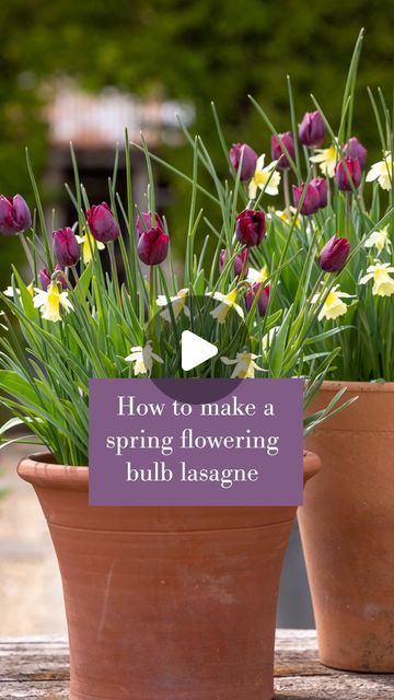 Potted Bulbs, Bulb Lasagne, Sarah Raven, Planting Pots, Spring Flowering Bulbs, Spring Bulbs, Planting, Beautiful Flowers, Layering