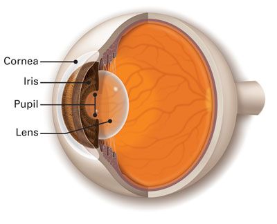 Corneal Abrasion, Corneal Transplant, Human Body Organs, Eye Anatomy, Eye Hospital, Parts Of The Eye, Glam Wedding Makeup, Focus Light, Eye Exam