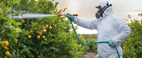 Know your Career: Vegetation Pesticide Handlers Sprayers and Applicators Blend or apply pesticides, herbicides, fungicides, or insect poisons through showers, cleans, fumes, soil consolidation, or synthetic application on trees, bushes, yards, or harvests. Normally requires explicit preparing and state or government accreditation. #margforyou #careerguidance #careercounseling Nuclear Power Station, Healthy Eyes, Career Guidance, Surprising Facts, School Of Medicine, Cardiovascular Disease, Health Science, Pesticides, Lessons Learned