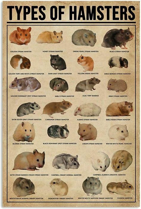 Types Of Hamsters, Kandang Hamster, Chinese Hamster, Hamster Breeds, Kitchen Art Wall, Hamster Diy, Hamster Life, Hamster Habitat, Poster School