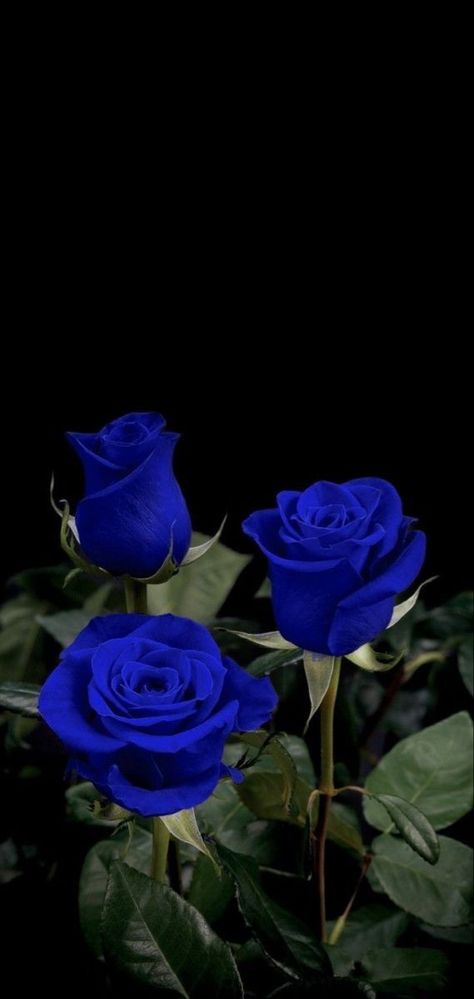 Rose Blu, Blue Roses Wallpaper, Blue Flower Wallpaper, Rosé Aesthetic, Nothing But Flowers, Iphone Wallpaper Photos, Flower Therapy, Beautiful Bouquet Of Flowers, Luxury Flowers