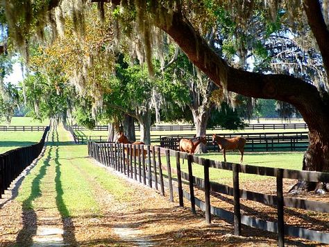 Southern Aesthetic, Beautiful Horses Photography, Play Garden, Costa Maya, Ocala Florida, Country Couples, Marion County, Horse Aesthetic, Dream Barn