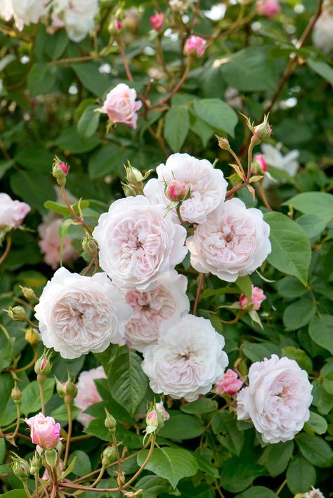 David Austin Roses Garden, David Austin Climbing Roses, Cottage Garden Roses, Rambling Roses, Floribunda Roses, Rose Garden Design, Best Roses, Hillside Garden, Austin Rose