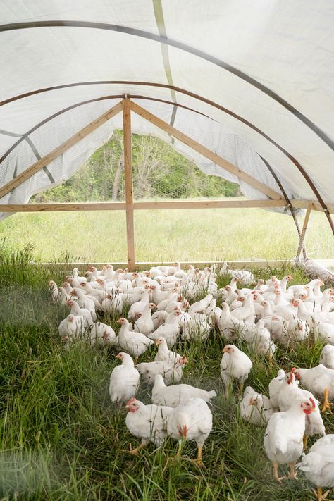 white birds on green grass field during daytime photo – Free Pasture song farm Image on Unsplash Poultry Farm Design, Poultry Business, Layer Chicken, Farm Images, Raising Chicks, Cut Flower Farm, Poultry House, Chicken Cages, Farm Business