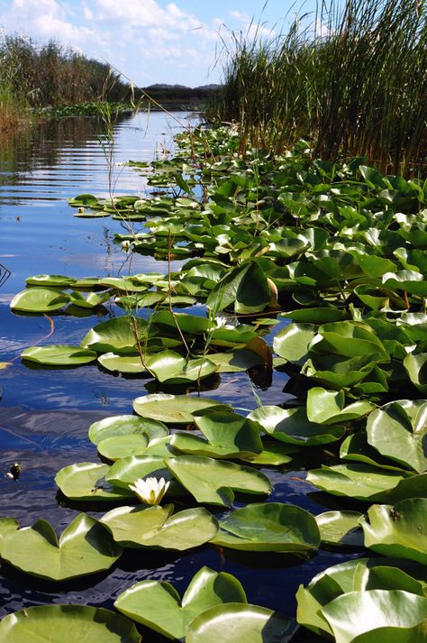 Danube Delta Danube Delta, River Delta, Castle Garden, Garden Painting, Natural Scenery, Art Collage Wall, Water Lily, Backyard Landscaping Designs, Countries Of The World