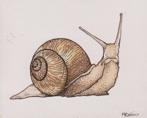 Realistic Snail Drawing, Garden Snail Drawing, Snail Reference Photo, Snail Sketch Simple, Sea Snail Drawing, How To Draw A Snail, Snail Drawing Illustrations, Cartoon Snail Drawing, Snail Reference