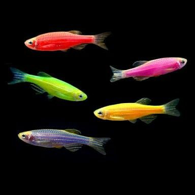 Glofish Tank, Mosquito Fish, Glofish Aquarium, Coldwater Fish, Tanaman Air, Glow Fish, Tropical Fish Aquarium, Freshwater Aquarium Fish, Cool Fish