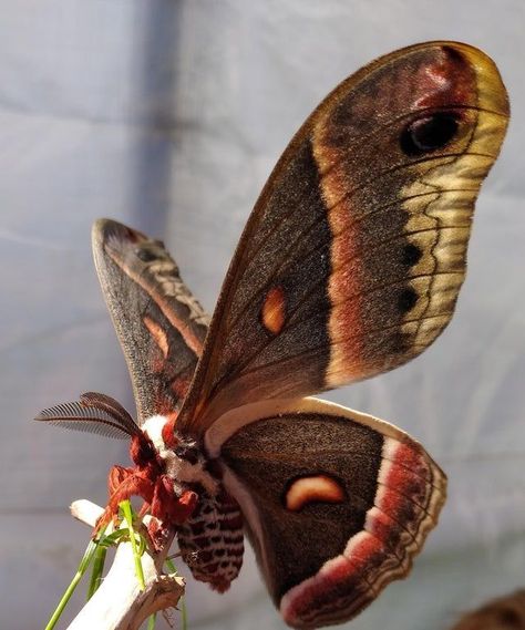 Cecropia Moth, Large Moth, Regard Animal, Colorful Moths, Cute Moth, Art Papillon, Moth Wings, The Moth, Cool Bugs