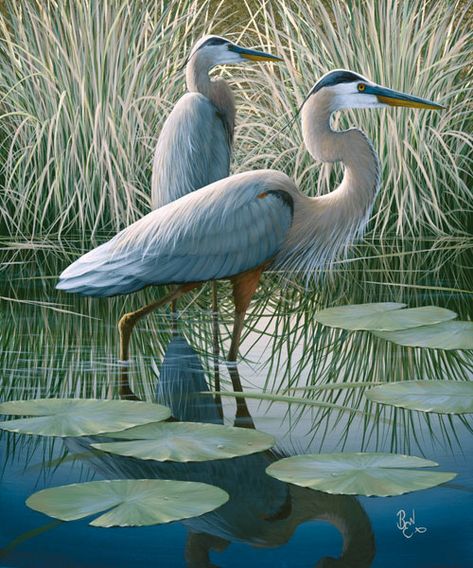 Evening Blues (Giclee) Animals Tattoo, Heron Art, Florida Artist, Herons, Farmhouse Art, Korean Art, Blue Heron, Colorful Birds, Cute Birds