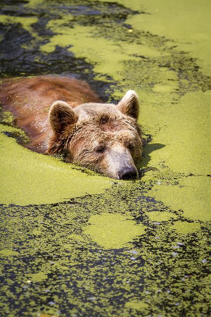 Bear In Water, Bear Swimming, Bear Hugs, Power Animal, Love Bear, Bear Art, Grizzly Bear, Black Bear, Brown Bear