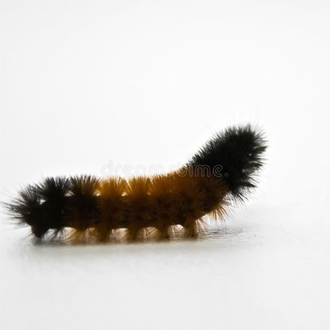 Woolly Bear Caterpillar, Fuzzy Caterpillar Tattoo, Wooly Caterpillar, Caterpillar Tattoo, Witch Novels, Wooly Bear Caterpillar, Fuzzy Caterpillar, Vinyl Background, Woolly Bear