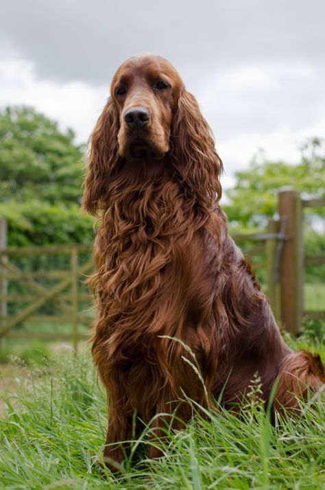 Natural beauties, Irish setters possess distinctively-red fur, but there's much more to them than a gorgeous coat. The hunting dogs are also supreme athletes that love long games of fetch. Best Large Dog Breeds, Quiet Dog Breeds, Irish Red Setter, Irish Setter Dogs, Gordon Setter, Irish Setters, Beautiful Dog Breeds, Shepherd Dog Breeds, Australian Shepherd Dogs